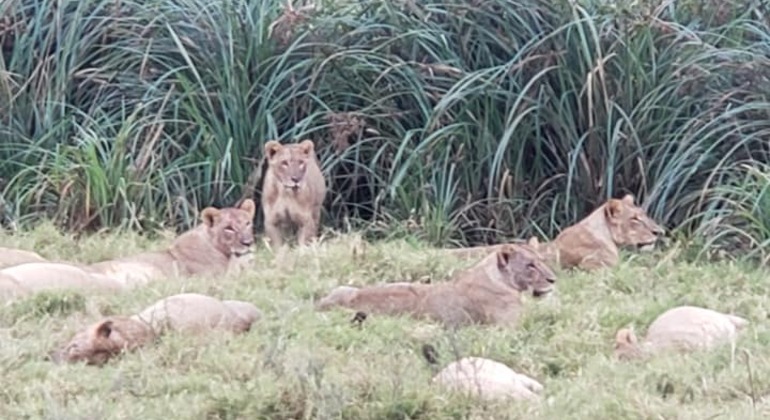 Nationalparktour durch Nairobi