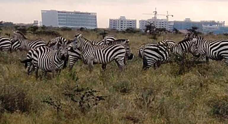 Nationalparktour durch Nairobi