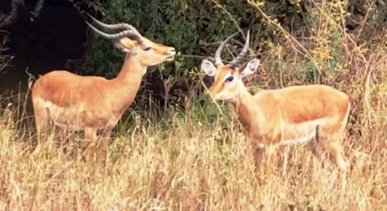 Nationalparktour durch Nairobi