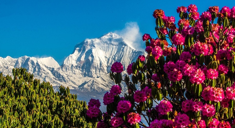 Annapurna Poonhill Trek