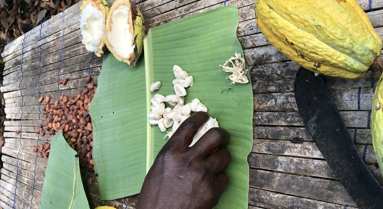 Visite d'une ferme de cacao