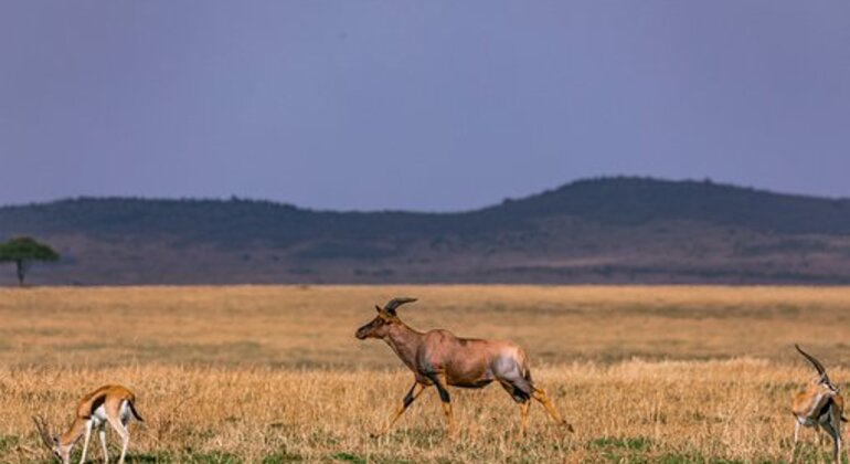 Nairobi Safari Tour