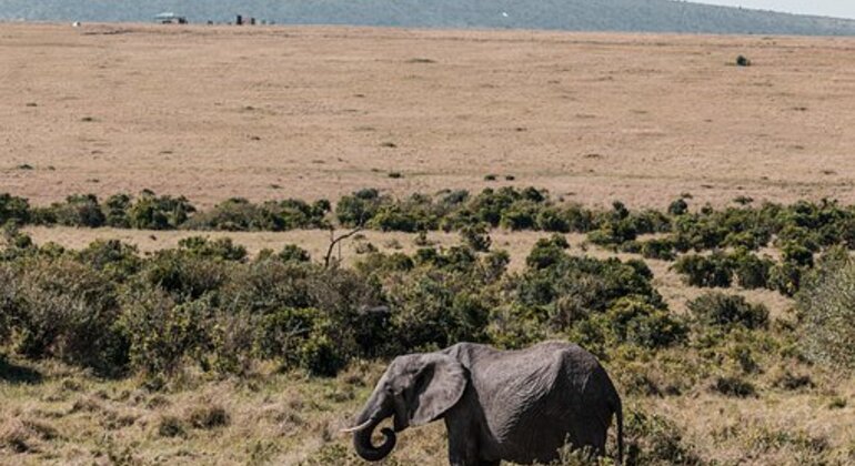 Nairobi Safari Tour