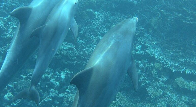 Mundo de los delfines en Hurghada