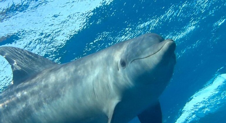 Mundo de los delfines en Hurghada