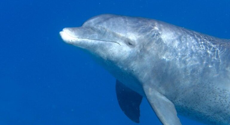 Mundo de los delfines en Hurghada