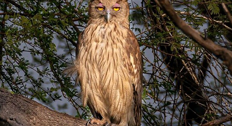 Vogelbeobachtung im Corbett-Nationalpark