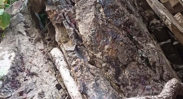 Vogelbeobachtung im Corbett-Nationalpark