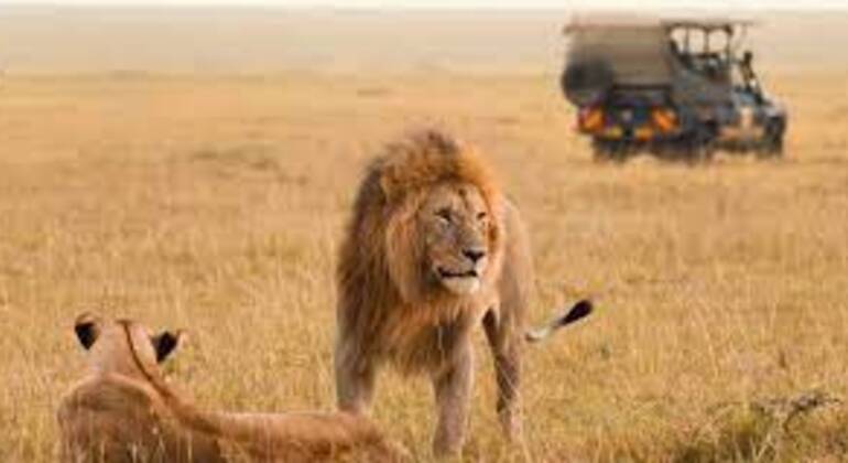 Tour zum Maasai Mara National Park