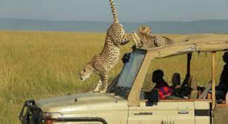 Tour zum Maasai Mara National Park