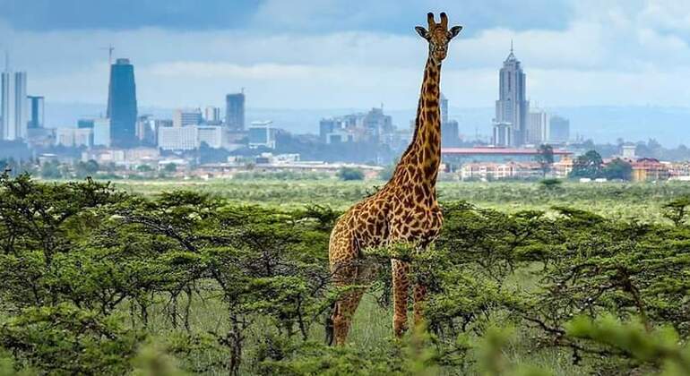 Nairobi National Park Busch-Safari