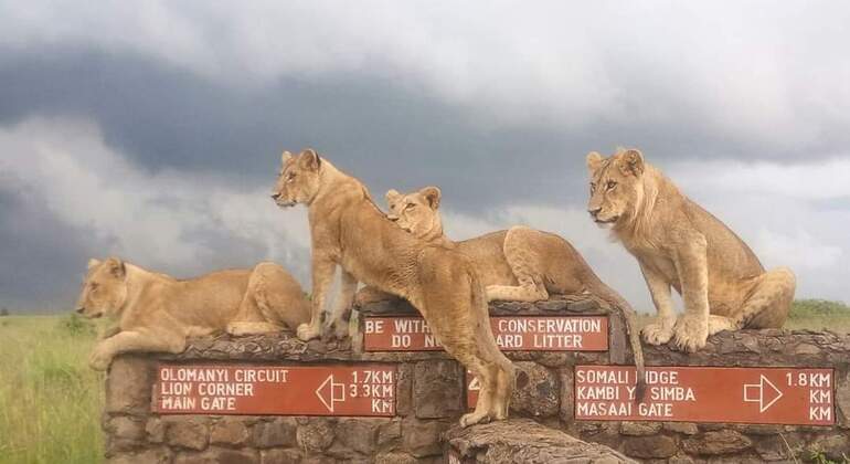Nairobi National Park Busch-Safari