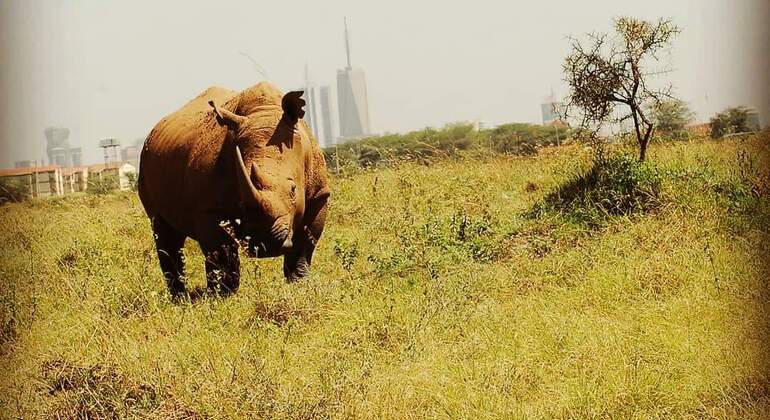 Nairobi National Park Busch-Safari