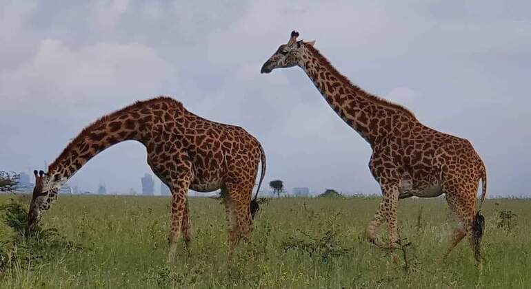 Nairobi National Park Busch-Safari