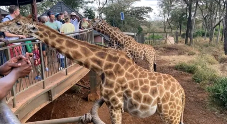 Haller Park Giraffe Tour (Eintrittsgelder, Mahlzeiten und Transfers nicht inbegriffen)