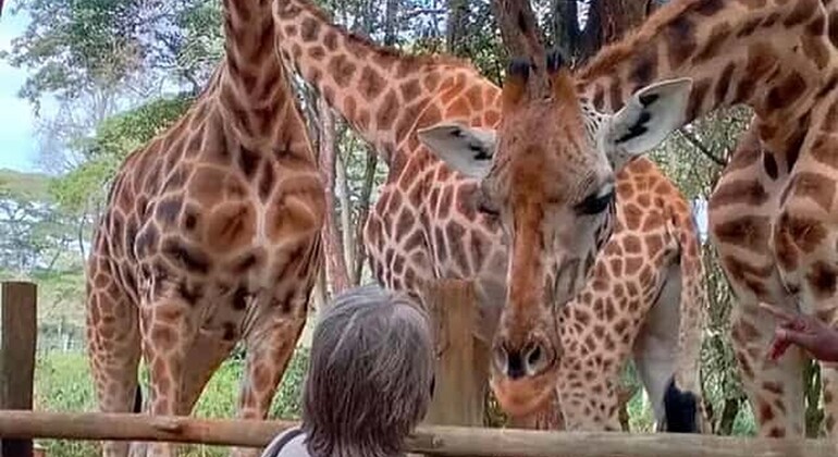 Haller Park Giraffe Tour (Eintrittsgelder, Mahlzeiten und Transfers nicht inbegriffen)