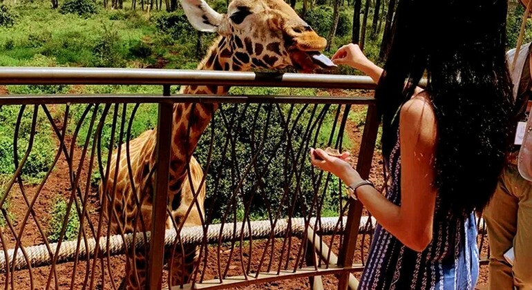 Haller Park Giraffe Tour (Eintrittsgelder, Mahlzeiten und Transfers nicht inbegriffen)