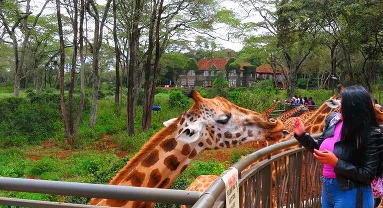 Haller Park Giraffe Tour (Eintrittsgelder, Mahlzeiten und Transfers nicht inbegriffen)