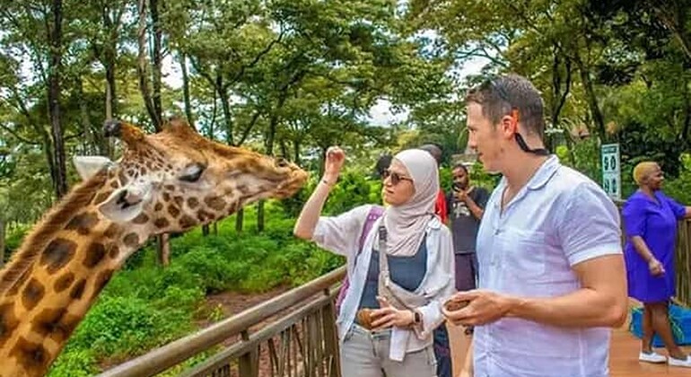 Haller Park Giraffe Tour (Eintrittsgelder, Mahlzeiten und Transfers nicht inbegriffen)
