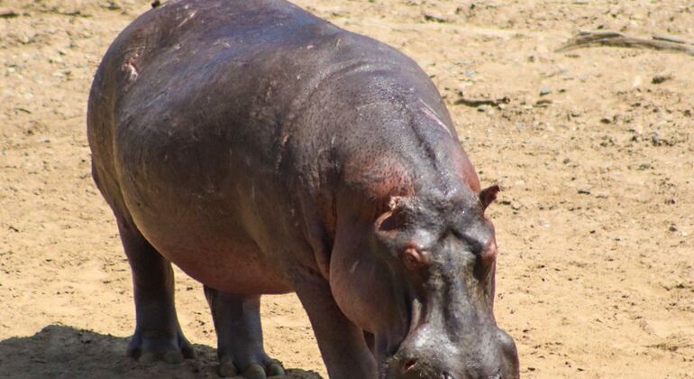 Safari por el Parque de Nairobi