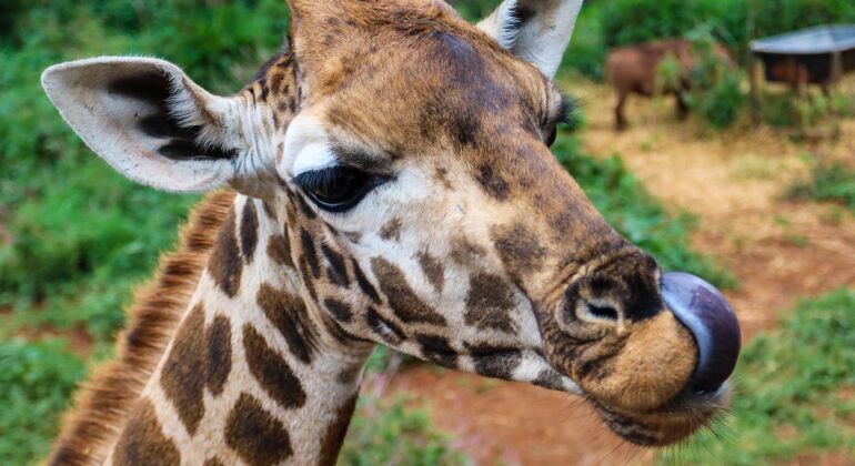 Safari por el Parque de Nairobi