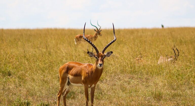Safari por el Parque de Nairobi