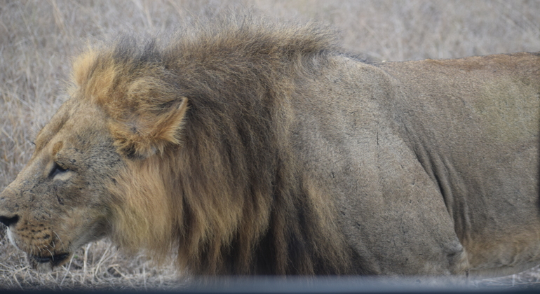 Safari por el Parque de Nairobi