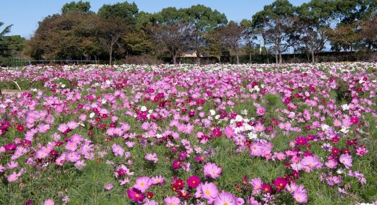 Amusement Park & Flower Park at Mie Nagashima - Free Tour