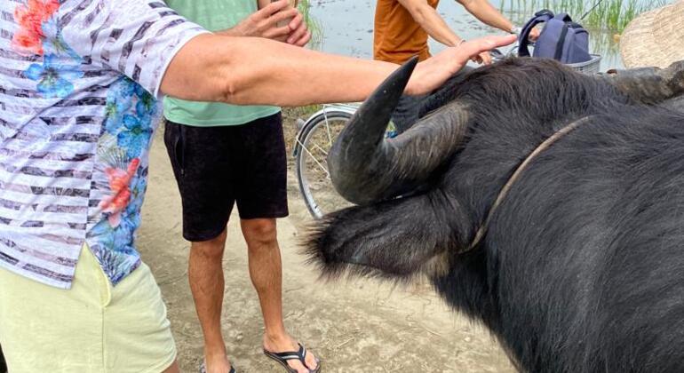 Radfahren, Büffel und Korbboot-Tour in Hoi An