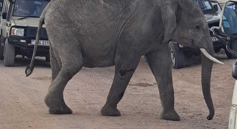 Safari in Kenya di dodici giorni: savana e spiaggia