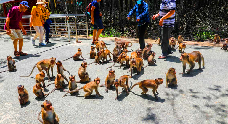 Explorar el bosque de manglares - Can Gio Isla de los Monos en barco y trekking