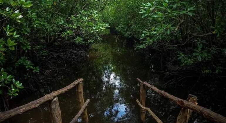 Incontro con la scimmia colobo rossa di Zanzibar