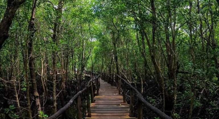 Incontro con la scimmia colobo rossa di Zanzibar