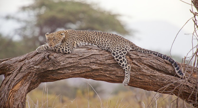 Tour d'avventura di tre giorni con safari nello Tsavo Ovest e Est a Mombasa