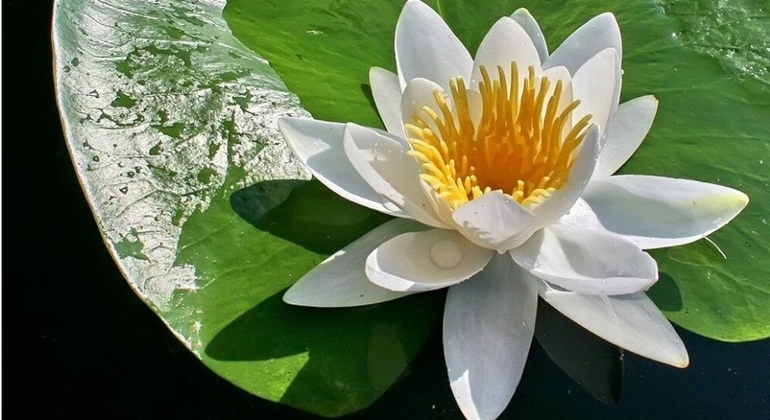 Faune, oiseaux et excursion en bateau dans le lac Lotus
