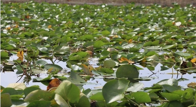 Faune, oiseaux et excursion en bateau dans le lac Lotus