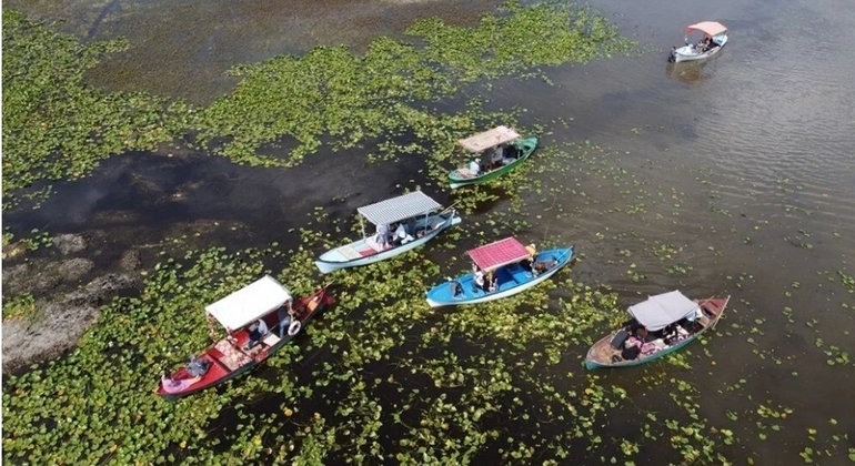 Faune, oiseaux et excursion en bateau dans le lac Lotus