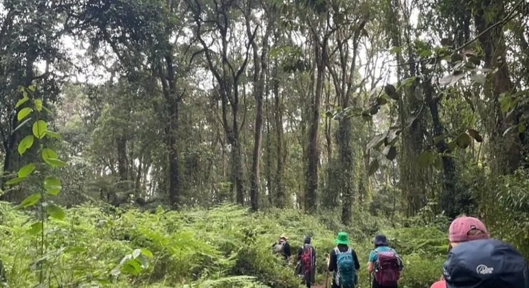 Kilimanjaro Experience Lemosho Route 3 Days