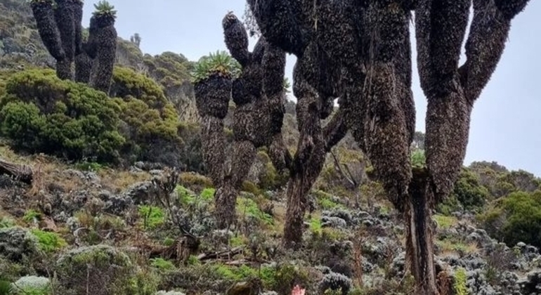 Kilimanjaro Experience Lemosho Route 3 Days