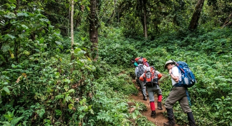 Kilimanjaro Experience Lemosho Route 3 Days