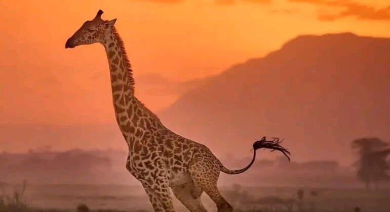 Safari por Tanzania Excursión de un día al Parque Nacional de Arusha