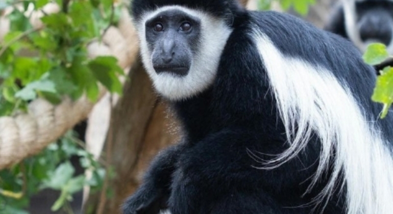 Safari por Tanzania Excursión de un día al Parque Nacional de Arusha