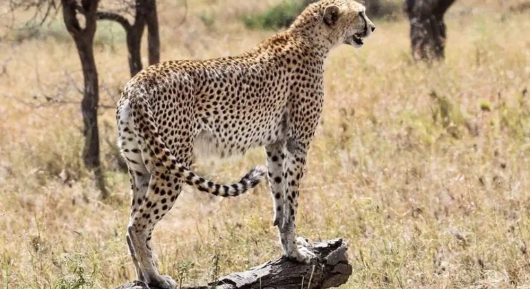 Safari en Tanzania Excursión de un día al Parque Nacional de Tarangire