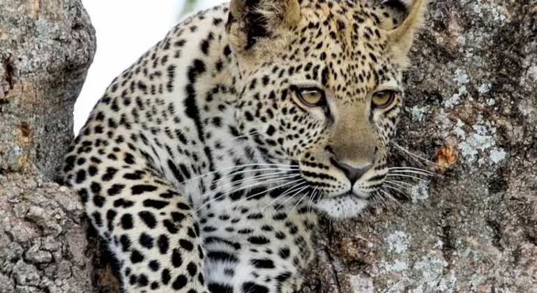 Safari en Tanzania Excursión de un día al Parque Nacional de Tarangire