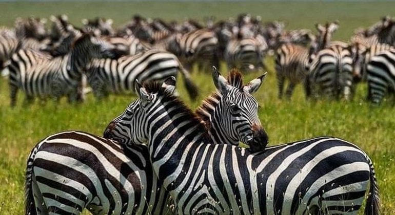 Safari en Tanzania Excursión de un día al cráter del Ngorongoro