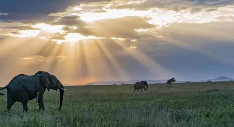 Safari en Tanzania Excursión de un día al cráter del Ngorongoro