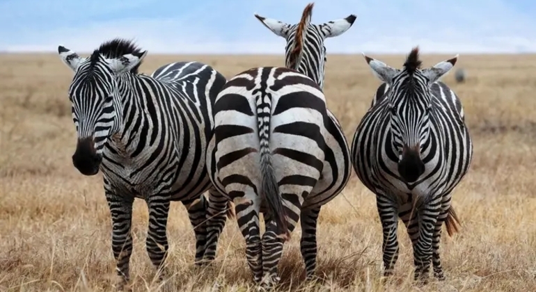 Safari en Tanzania Excursión de un día al cráter del Ngorongoro