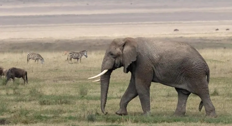 Safari en Tanzania Excursión de un día al cráter del Ngorongoro